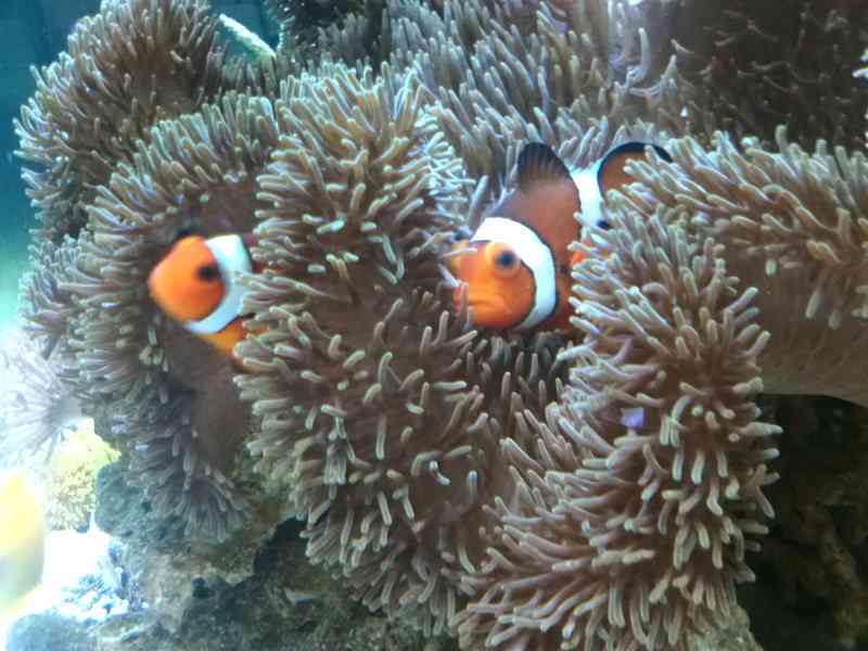 苦手な魚