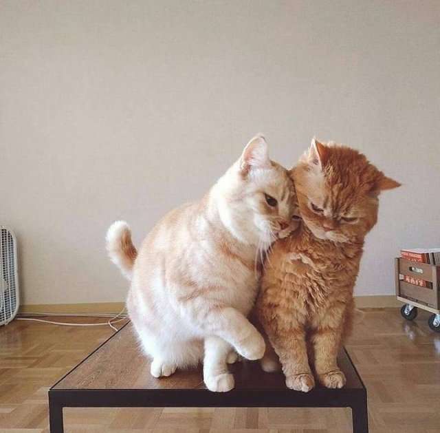 画像を貼ると誰かがトピタイを考えてくれるトピPart10
