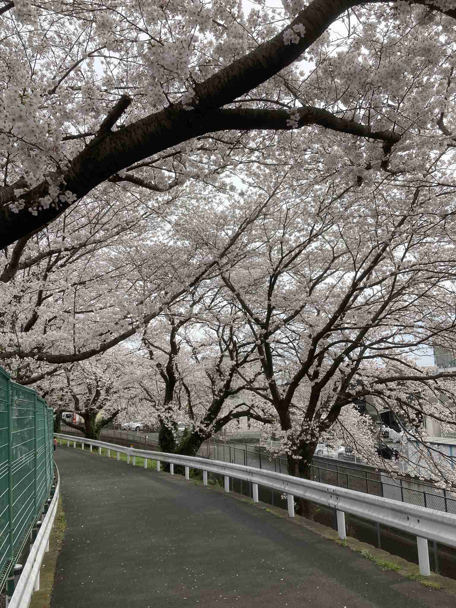 花屋さんでの注文どうしてますか?