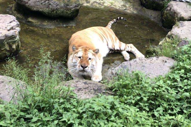 那須サファリパーク飼育員ら男女3人、トラにかまれ負傷…急きょ休園