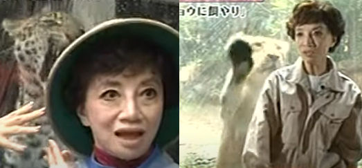 那須サファリパーク飼育員ら男女3人、トラにかまれ負傷…急きょ休園