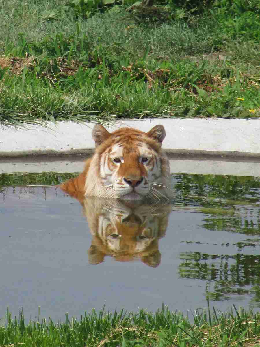 那須サファリパーク飼育員ら男女3人、トラにかまれ負傷…急きょ休園