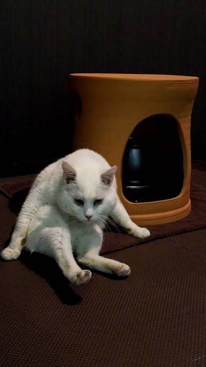 色んなすしざんまいポーズが見たい
