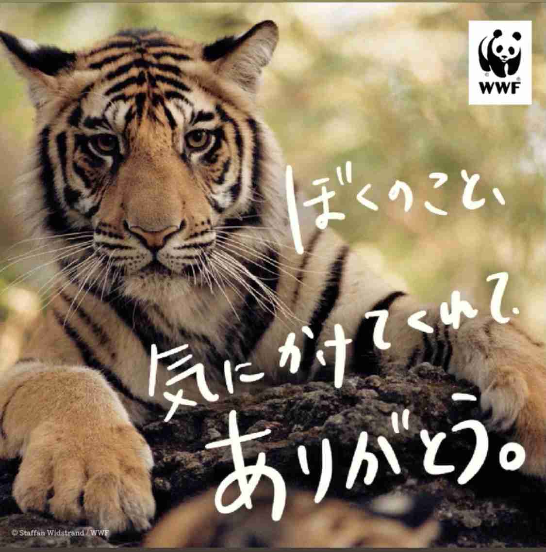 来年の干支🐯色んな虎を貼っていきましょう