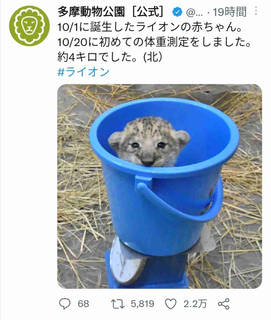 来年の干支🐯色んな虎を貼っていきましょう