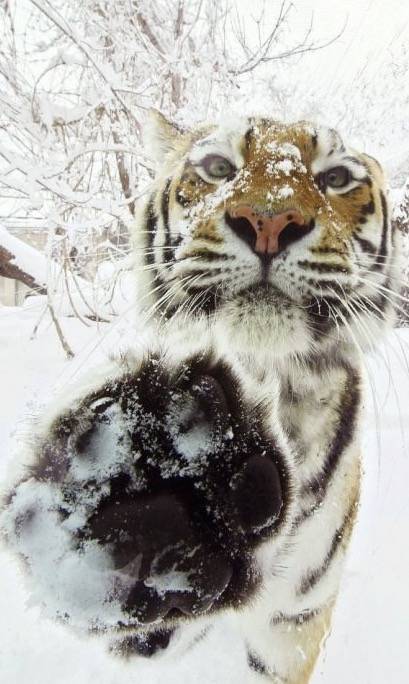 来年の干支🐯色んな虎を貼っていきましょう