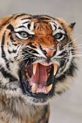 来年の干支🐯色んな虎を貼っていきましょう