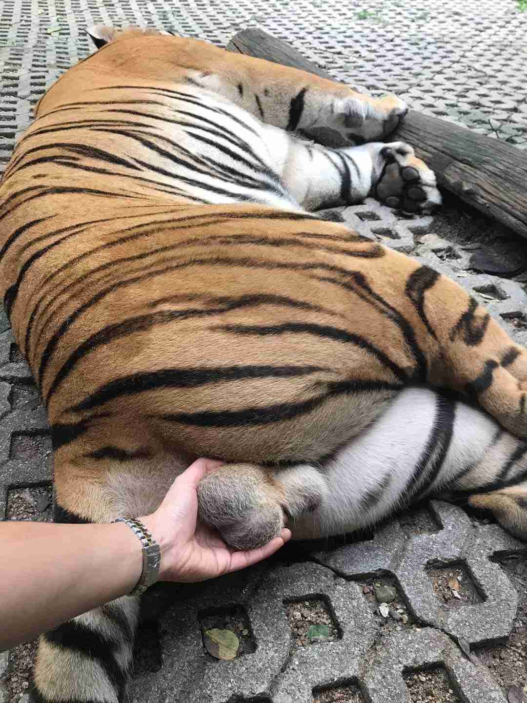 来年の干支🐯色んな虎を貼っていきましょう