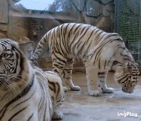 来年の干支🐯色んな虎を貼っていきましょう