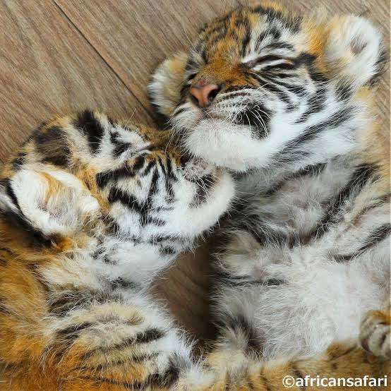 来年の干支🐯色んな虎を貼っていきましょう