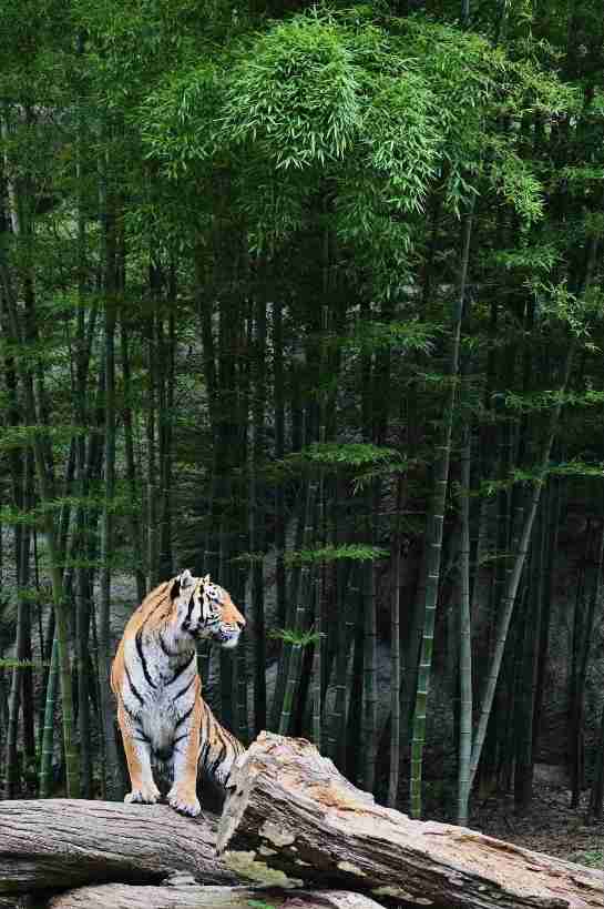来年の干支🐯色んな虎を貼っていきましょう