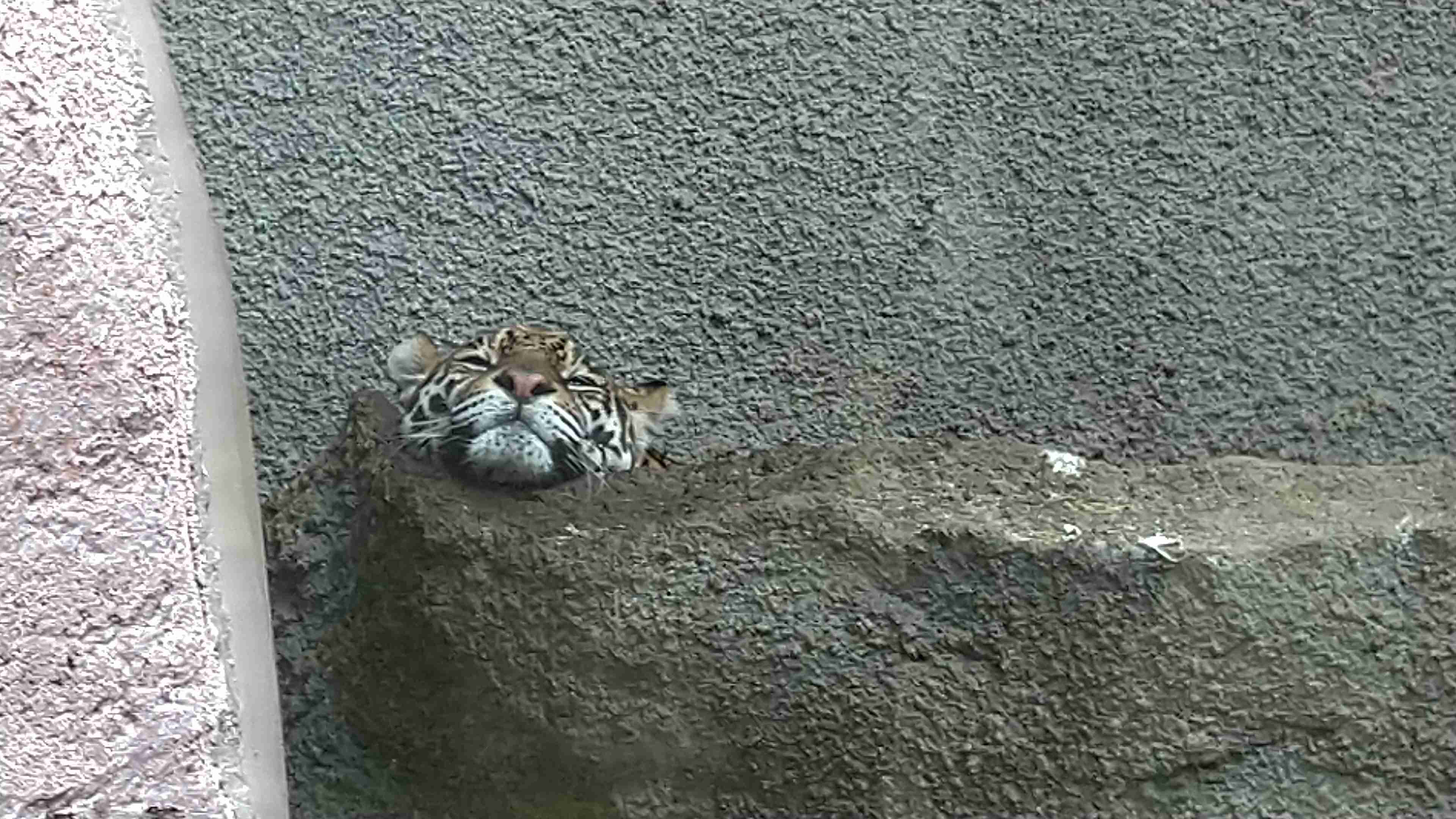 来年の干支🐯色んな虎を貼っていきましょう