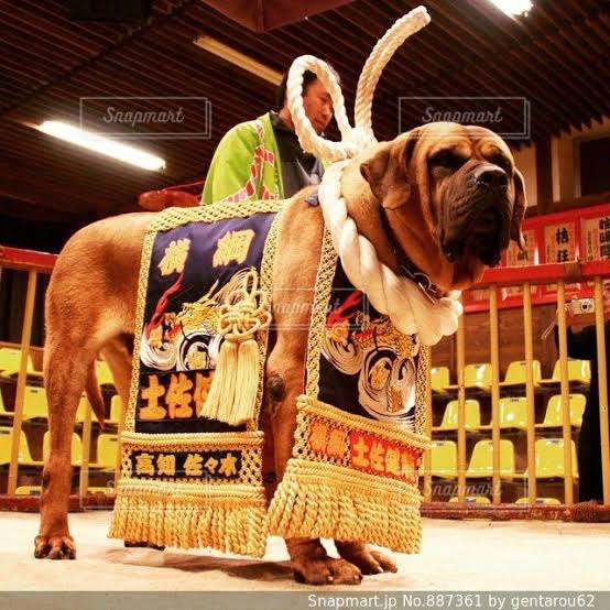 【深夜トピ】ダサい下着選手権!!