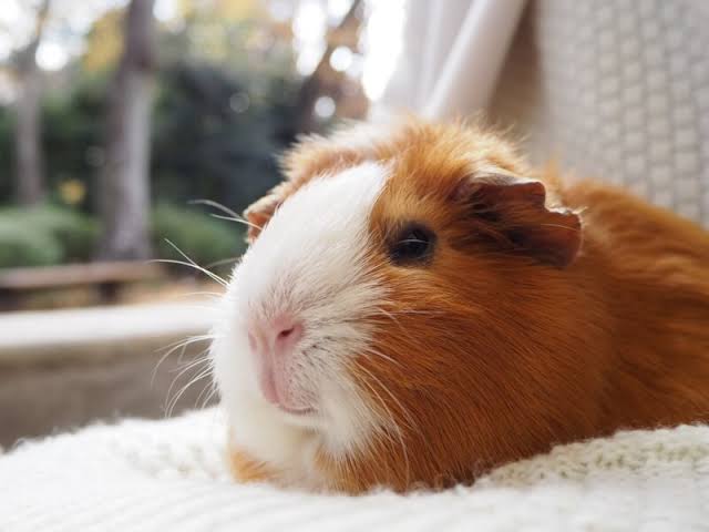 東京の新型コロナ感染者100人超の見通し　約3か月ぶり