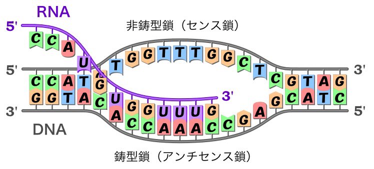 東京の新型コロナ感染者100人超の見通し 約3か月ぶり