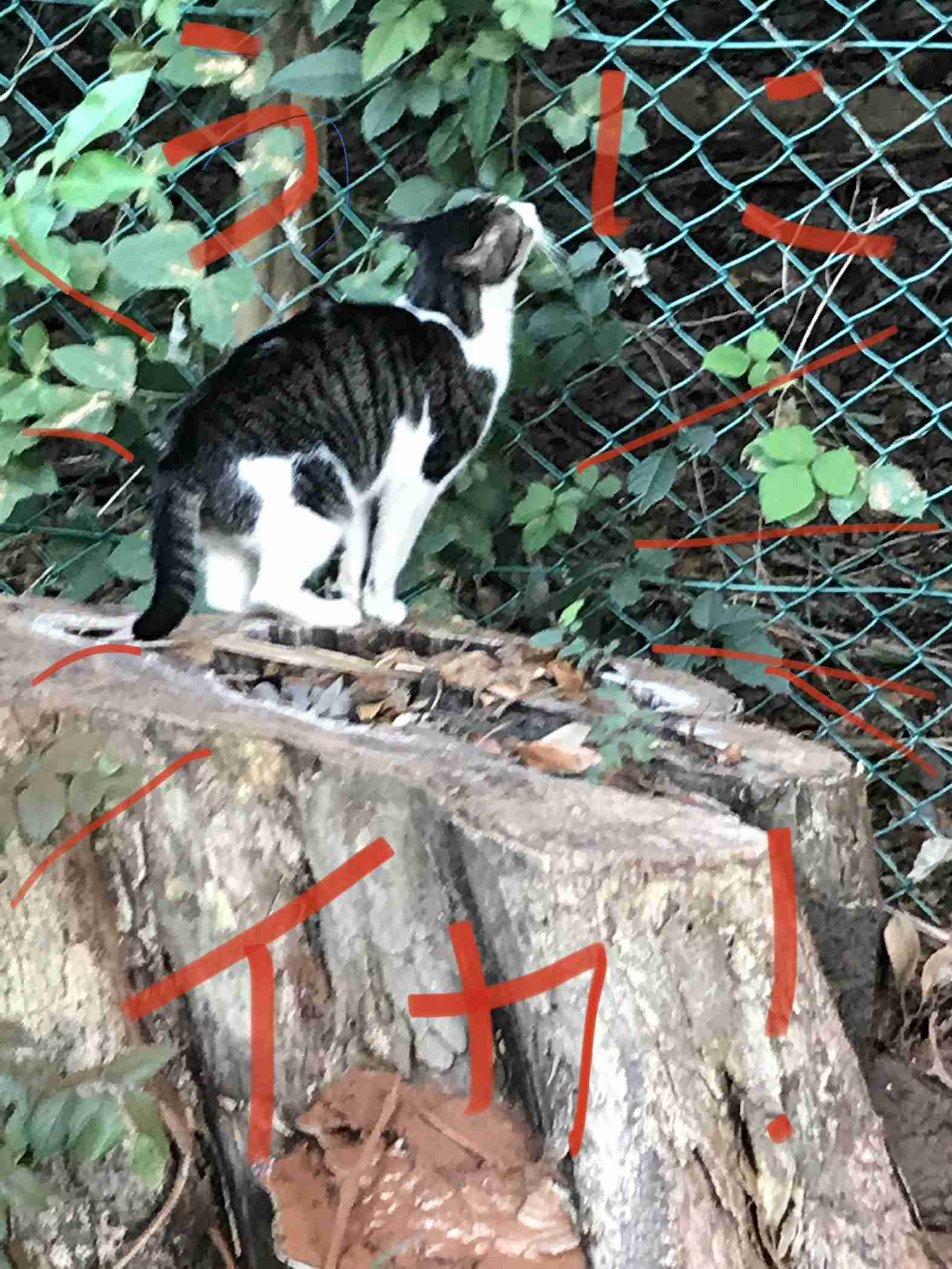 自分で撮った写真を適当に加工するトピPart２