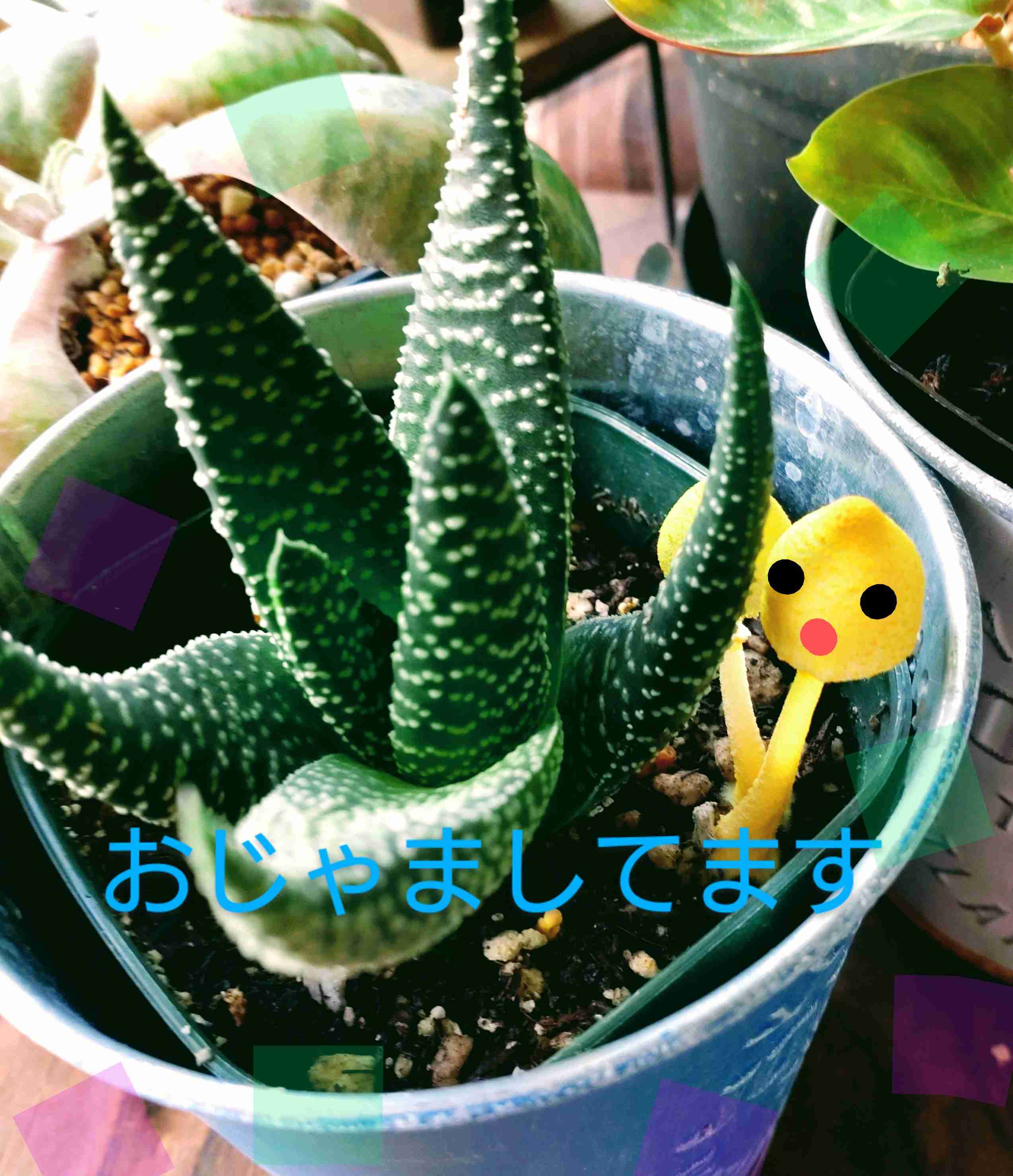 自分で撮った写真を適当に加工するトピPart２