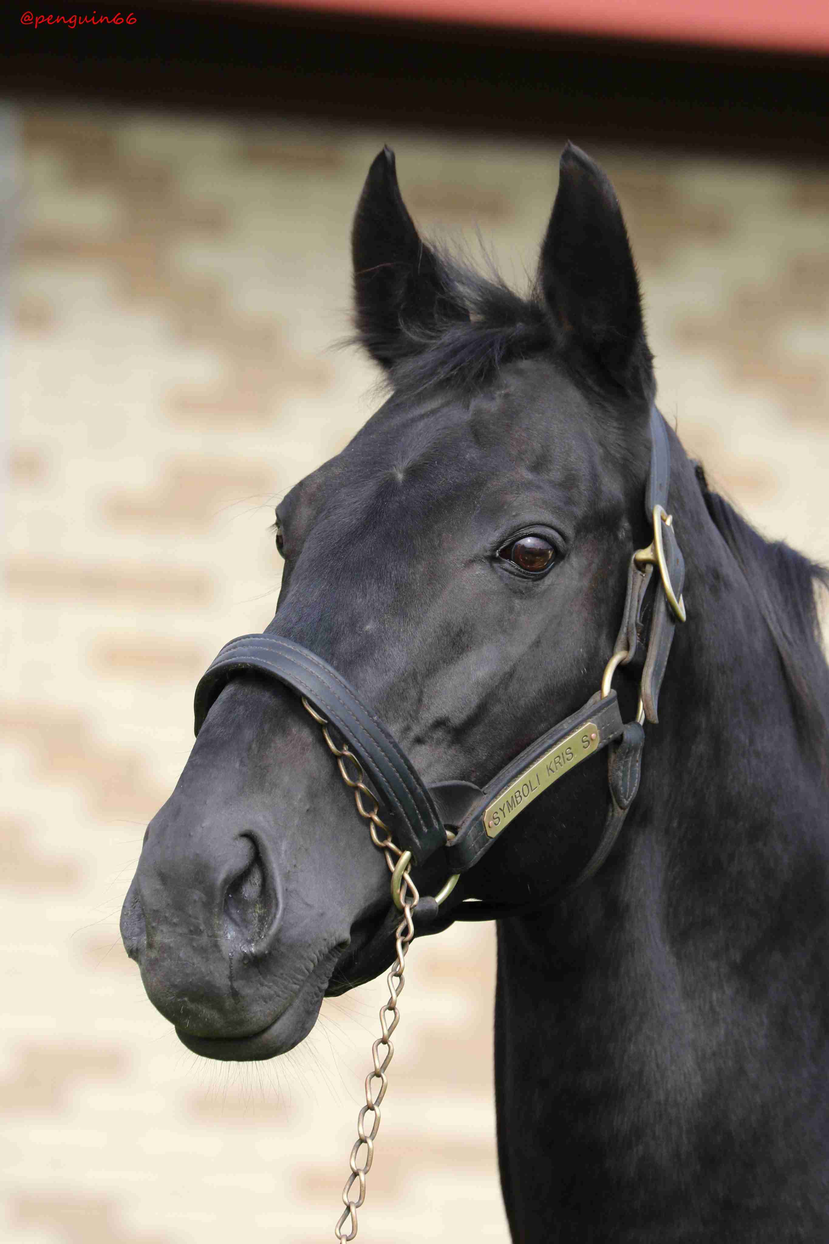 好きな競走馬は？Part3