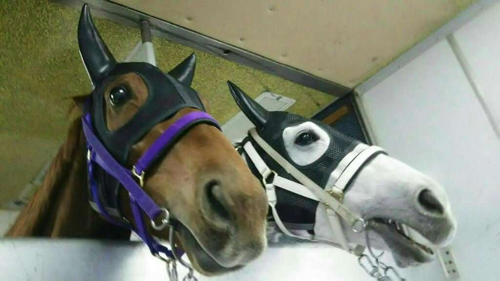 好きな競走馬は？Part3