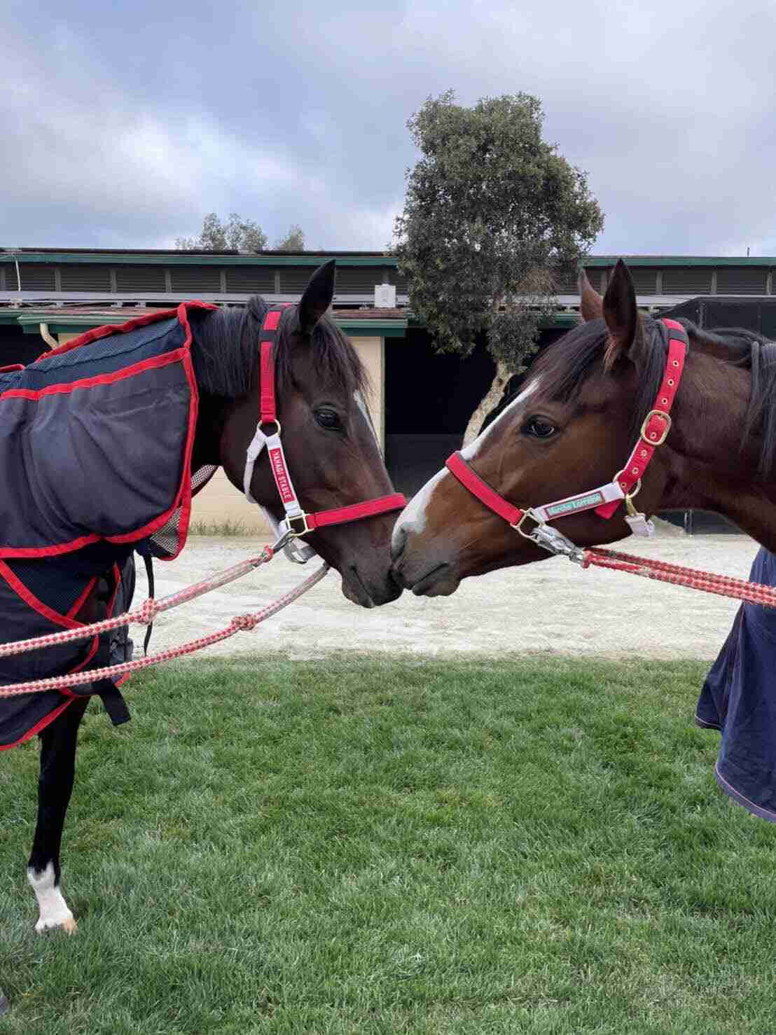 好きな競走馬は？Part3