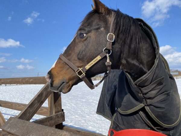 好きな競走馬は？Part3