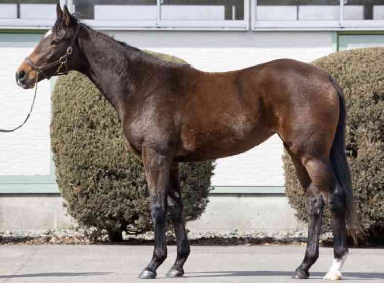 好きな競走馬は？Part3