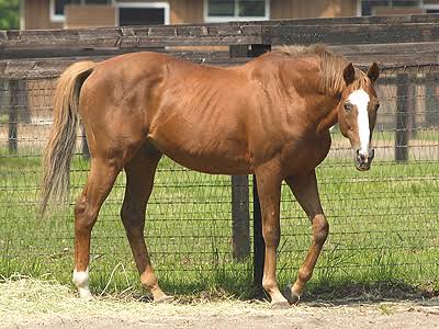 好きな競走馬は？Part3