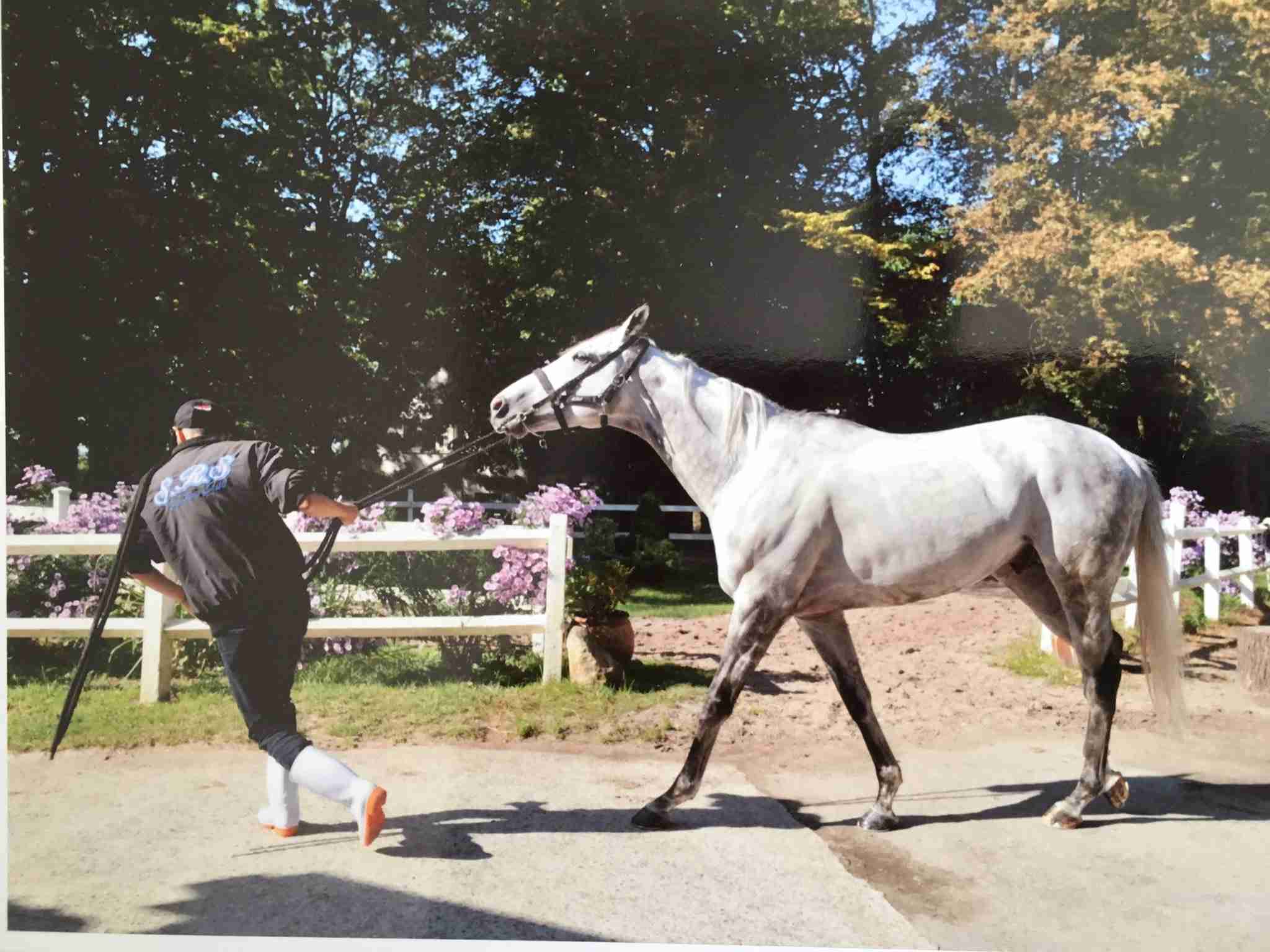 好きな競走馬は？Part3