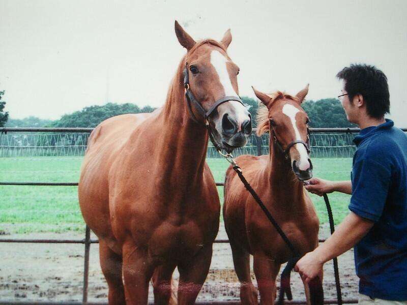 好きな競走馬は？Part3