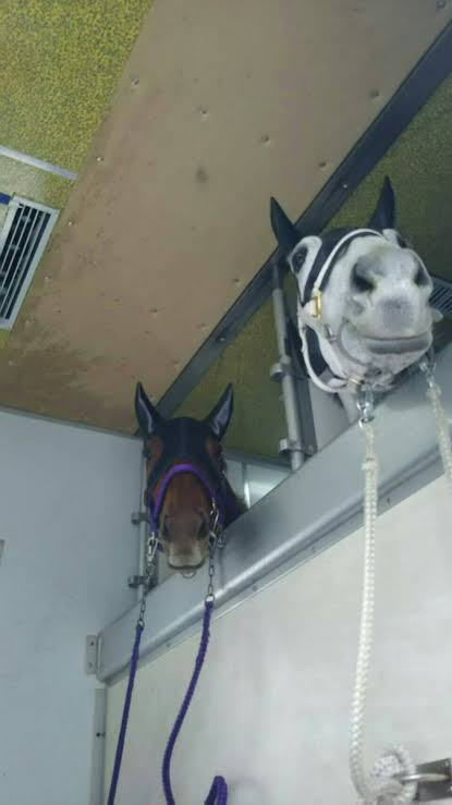 好きな競走馬は？Part3