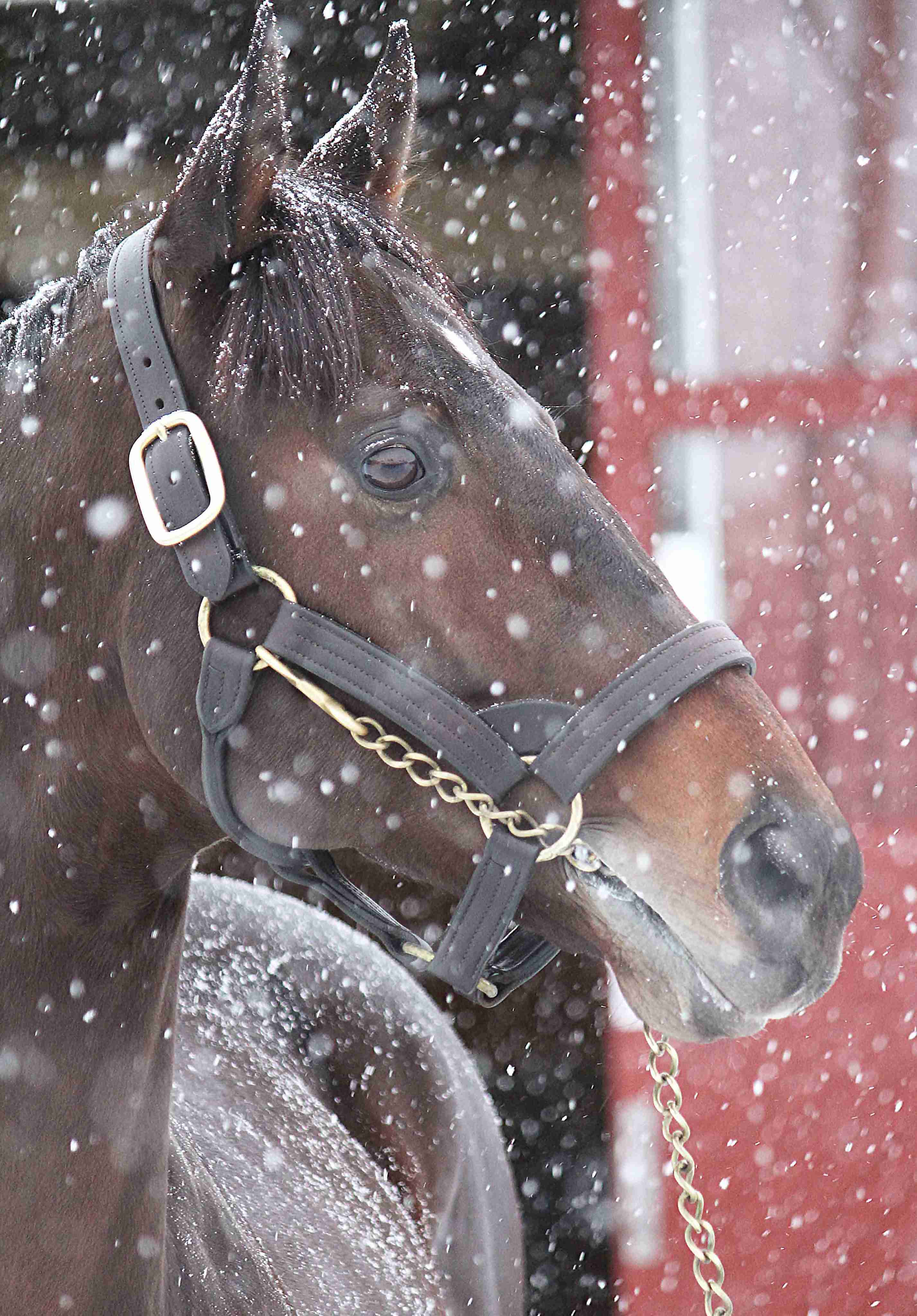 好きな競走馬は？Part3