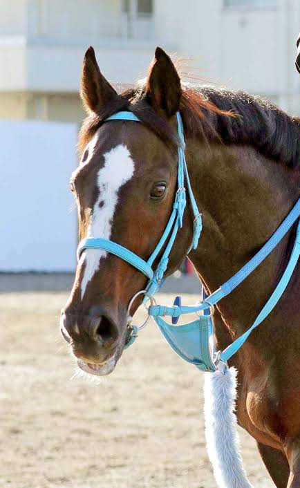 好きな競走馬は？Part3