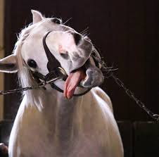 好きな競走馬は？Part3