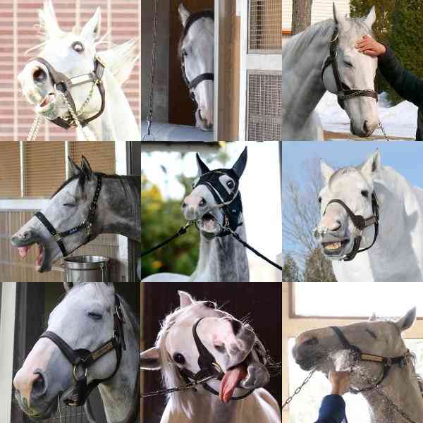 好きな競走馬は？Part3