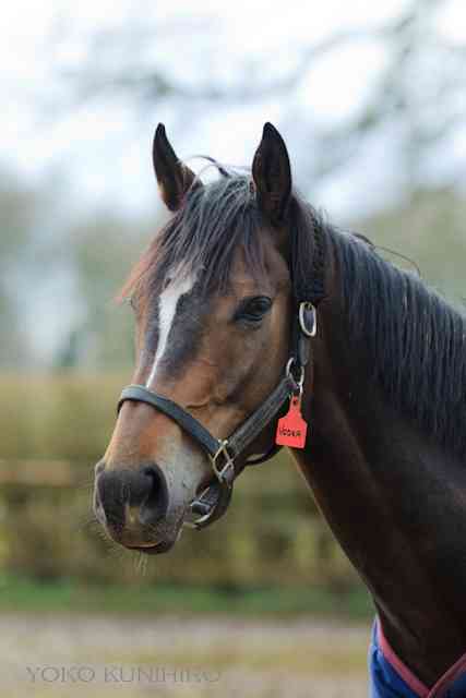 好きな競走馬は？Part3