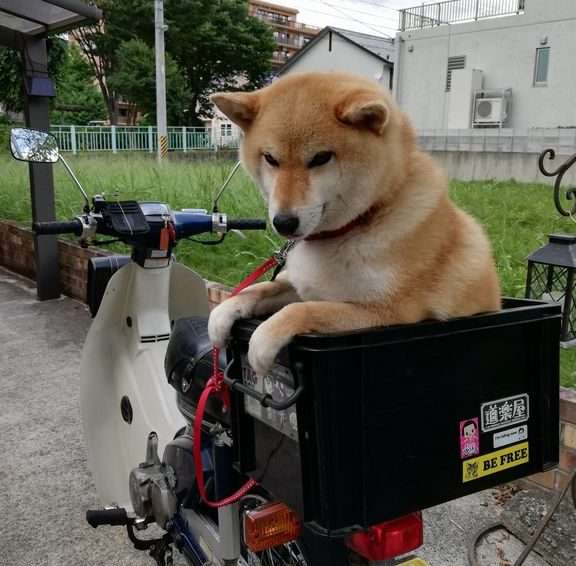 車の窓ガラスから顔だしてる犬、飼い主は違反?膝上に乗せて逮捕されたケースも