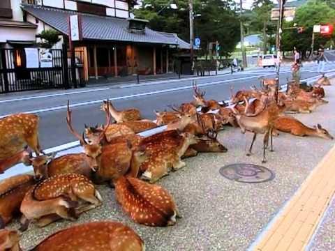 英語の和訳のように会話するトピ　第11段