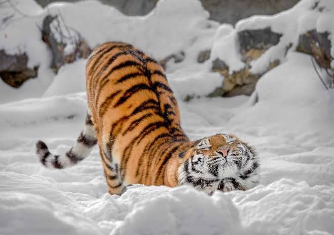 【寅年なので】トラ作品🐯