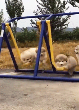 雪山で遭難し動けなくなった飼い主の体を13時間温め続けたマラミュート犬。両者ともに無事救助