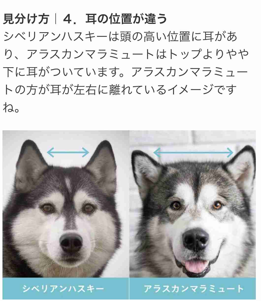 雪山で遭難し動けなくなった飼い主の体を13時間温め続けたマラミュート犬。両者ともに無事救助