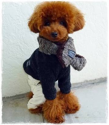 雪山で遭難し動けなくなった飼い主の体を13時間温め続けたマラミュート犬。両者ともに無事救助