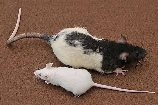 これとこれ何が違うの？と聞くと親切な誰かが教えてくれるトピ