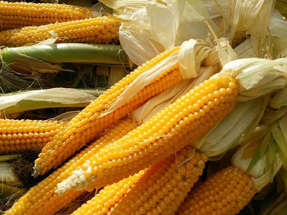 これ見ると、わくわくする！