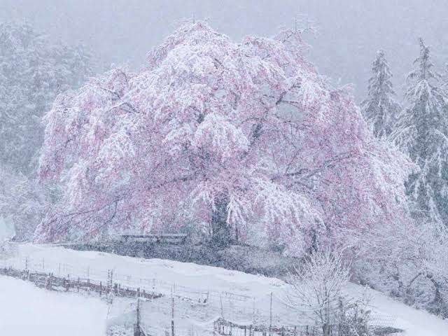 雪の降らない地域に住んでいる人