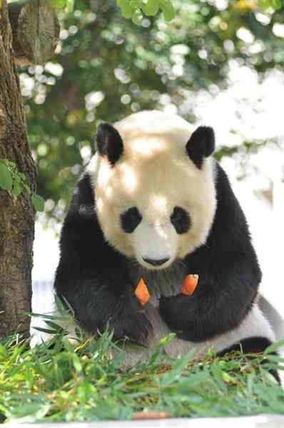 神戸のパンダ「タンタン」中国返還1年延期 心臓疾患の治療続く