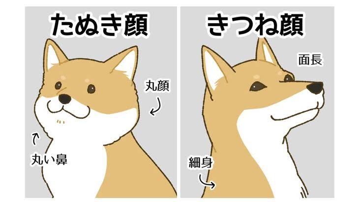 真剣に考えたいたぬき顔が人気の理由（男ウケ）