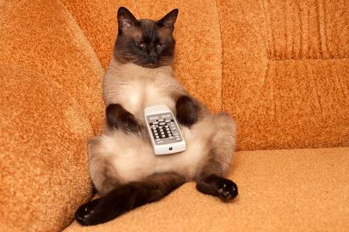 ぼーーーっと見るのに適したドラマ、映画、YouTube動画