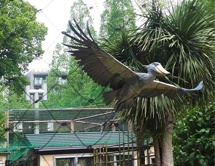 飼ってみたい野鳥