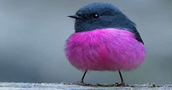 飼ってみたい野鳥