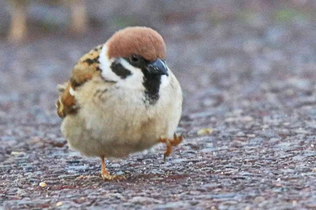 飼ってみたい野鳥